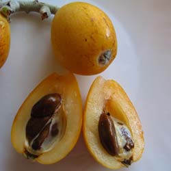 Loquat